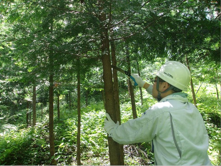 里山の植林・育林・間伐をボランティアで実施しています。
